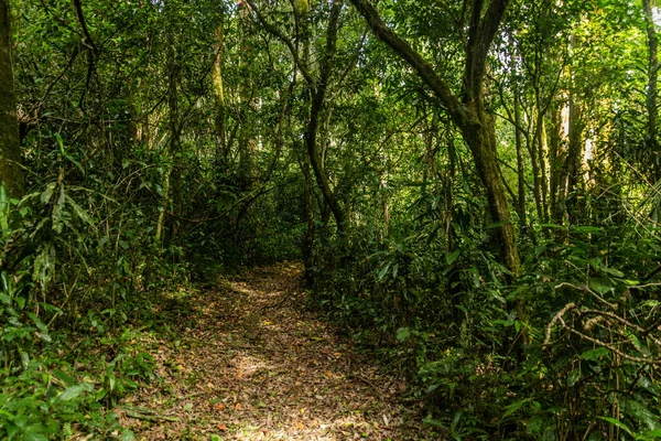 Trilha Caminhada Reserva Florestal Kakamega Quênia — Fotografia de Stock