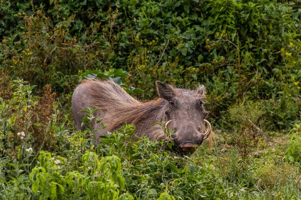 Warthog Phacochoerus Africanus Nära Sjön Naivasha Kenya — Stockfoto