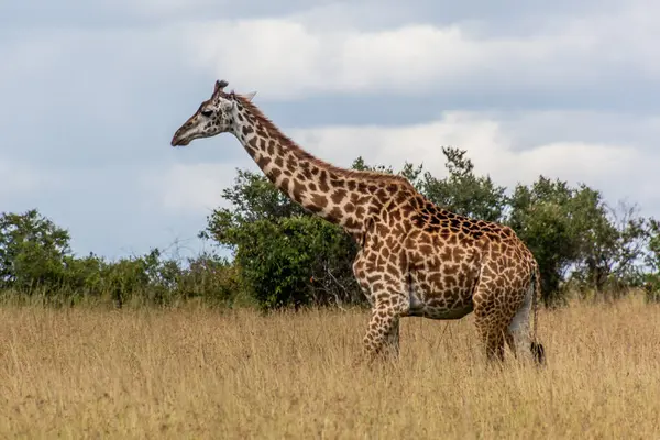 Kenya Daki Masai Mara Ulusal Rezervi Nde Zürafa — Stok fotoğraf