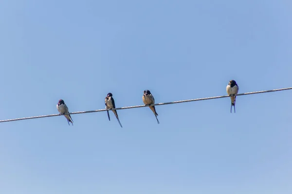 Barn Swallows Hirundo Rustica Wires Naivasha Lake Kenya — Stock Photo, Image