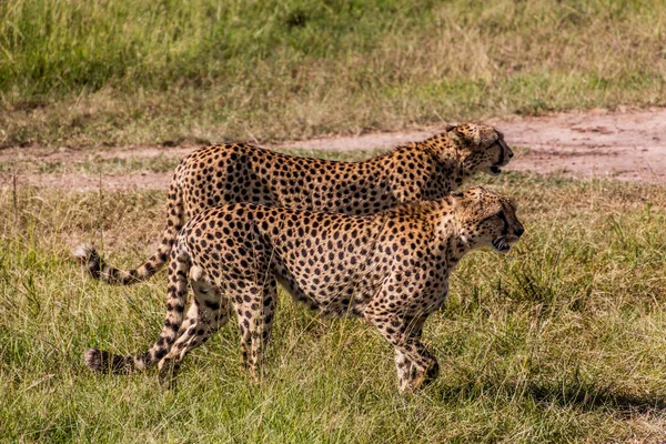 Cheetah Masai Mara National Reserve Kenia — Stockfoto
