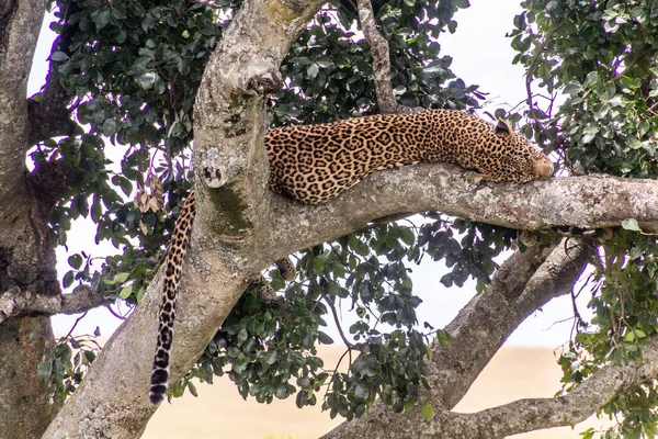 Леопард Дереве Национальном Заповеднике Масаи Мара Кения — стоковое фото