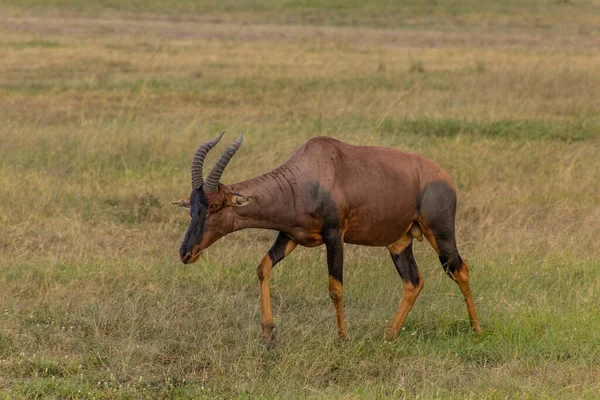 Topi Damaliscus Lunatus Rezerwacie Narodowym Masai Mara Kenia — Zdjęcie stockowe