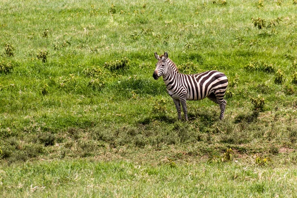 Zebra Hell Gate Nationalpark Kenia Der Fischerturm Sichtbar — Stockfoto