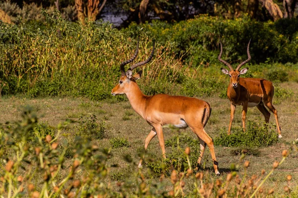 Impalas Aepyceros Melampus Crescent Island Game Sanctuary Naivasha Lake Kenya — Stock Photo, Image