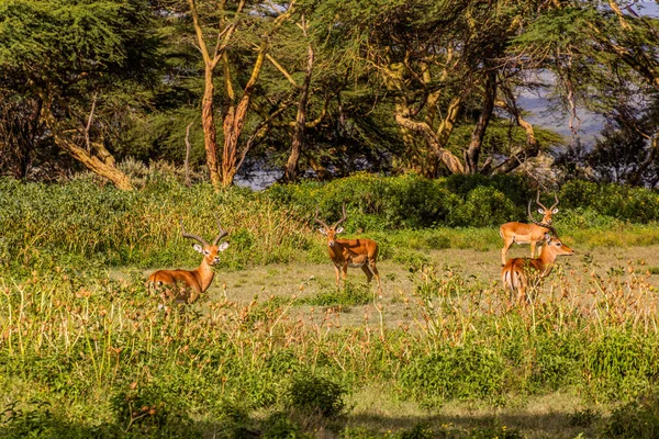 Импала Aepyceros Melampus Заповеднике Остров Полумесяца Озере Найваша Кения — стоковое фото