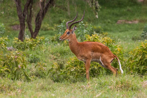 Impala Parque Nacional Hell Gate Kenia —  Fotos de Stock