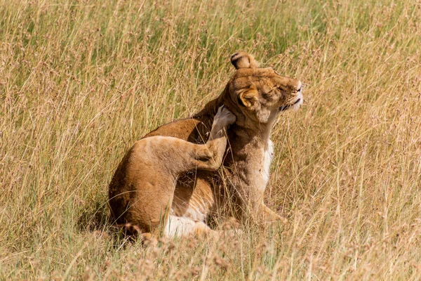 Leoa Reserva Nacional Masai Mara Quênia — Fotografia de Stock