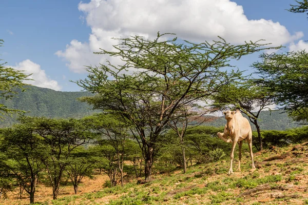 Kamel Nära South Horr Byn Kenya — Stockfoto