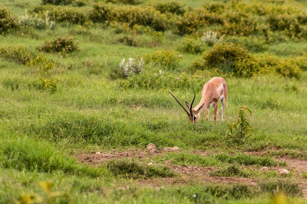 Gazela Południowego Granti Parku Narodowym Hell Gate Kenia — Zdjęcie stockowe