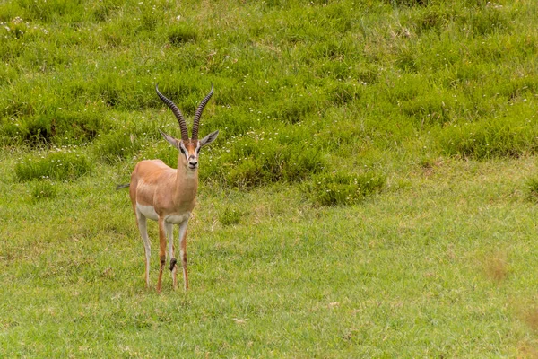 Southern Grant Gazelle Nanger Granti Hell Gate National Park Kenya — Stock Photo, Image