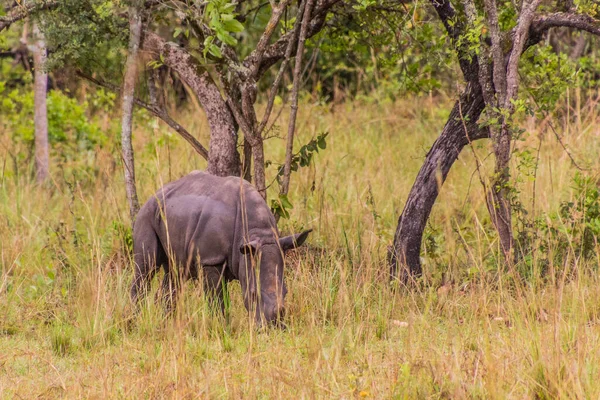 Południowy Nosorożec Biały Ceratotherium Simum Simum Ziwa Rhino Sanctuary Uganda — Zdjęcie stockowe