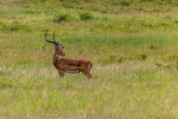 Impala Aepyceros Melampus Parque Nacional Hell Gate Quênia — Fotografia de Stock