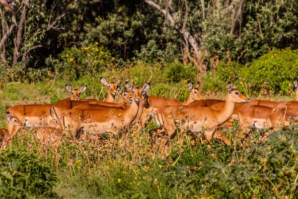 Impalas Aepyceros Melampus Crescent Island Game Sanctuary Lago Naivasha Quênia — Fotografia de Stock
