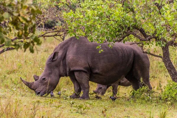 Южный Белый Носорог Ceratotherium Simum Simum Заповеднике Носорогов Зива Уганда — стоковое фото
