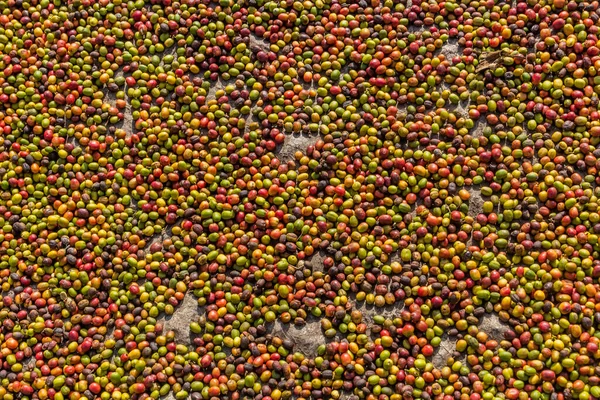 Kávová Zrna Suší Vesnici Kilembe Uganda — Stock fotografie