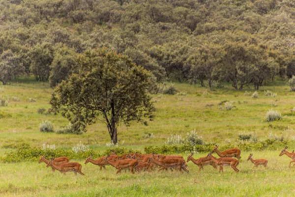 Impalas Aepyceros Melampus Parque Nacional Hell Gate Quênia — Fotografia de Stock