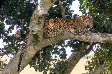 Kenya 'daki Masai Mara Ulusal Rezervi' nde bir ağaçtaki leopar.