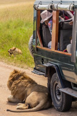 MASAI MARA, KENYA - 19 Şubat 2020: Safari aracı ve bir aslan Masai Mara Ulusal Rezervi, Kenya 'da dinleniyor