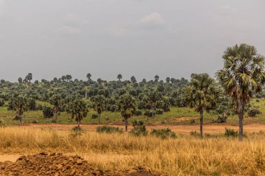 Murchison Falls Ulusal Parkı, Uganda