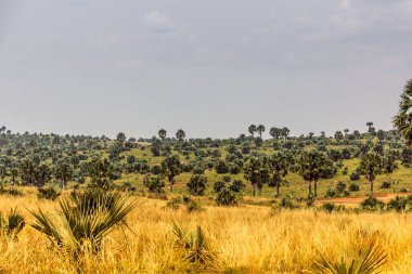Murchison Falls Ulusal Parkı, Uganda