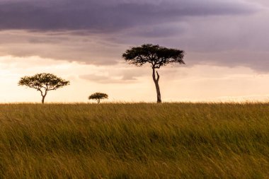 Kenya 'daki Masai Mara Ulusal Rezervi' nde yalnız ağaçlar