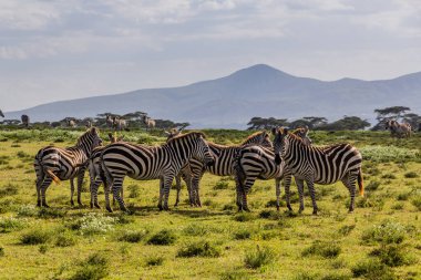 Burchell 'in zebraları (Equus quagga burchellii) Kenya Naivasha Gölü' ndeki Crescent Adası Oyun Mabedi 'nde