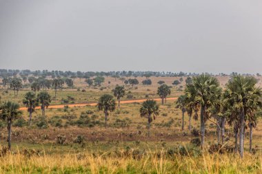 Murchison Falls Ulusal Parkı, Uganda