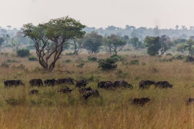 Murchison Falls Ulusal Parkı, Uganda 'da Afrika bufaloları (Syncerus caffer)