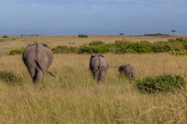 Masai Mara Ulusal Rezervi 'ndeki filler, Kenya