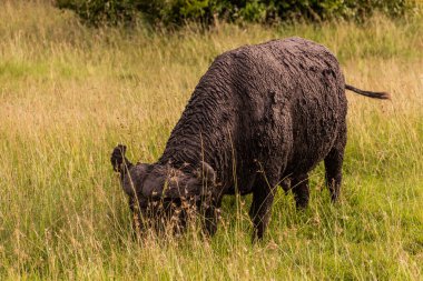 Masai Mara Ulusal Rezervi, Kenya 'da Afrika bufalosu (Syncerus caffer)
