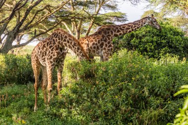 Kenya 'daki Naivasha Gölü' ndeki Crescent Adası Oyun Mabedi 'nde Masai zürafaları (Giraffa tippelskirchi)