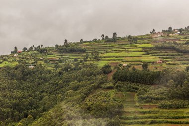 Bunyonyi Gölü yakınlarındaki yemyeşil arazi, Uganda