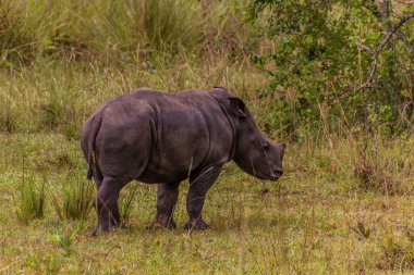 Ziwa Gergedan Sığınağı 'ndaki Güney Beyaz Gergedan (Ceratotherium simum simum), Uganda