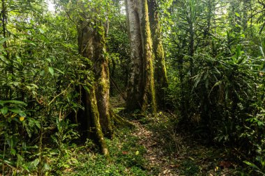 Kenya 'daki Kakamega Orman Rezervi' nde yürüyüş yolu.