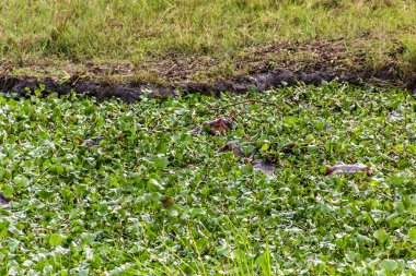 Uganda 'daki Murchison Falls Ulusal Parkı' nda su aygırı.