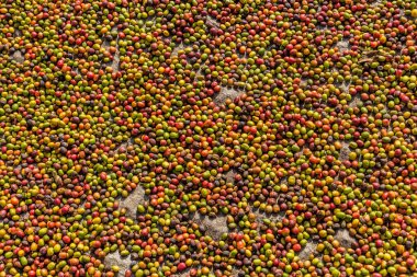 Uganda 'nın Kilembe köyünde kahve çekirdekleri kurutuluyor.