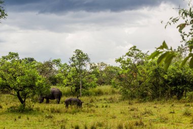 Ziwa Gergedan Sığınağı 'ndaki Güney Beyaz Gergedan (Ceratotherium simum simum), Uganda