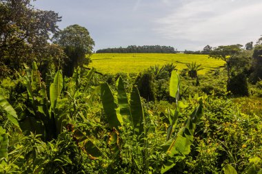 Kenya, Kericho yakınlarındaki çay tarlaları