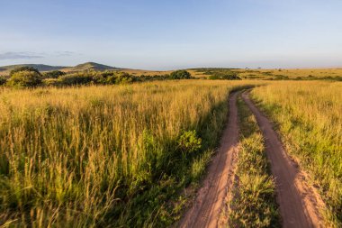 Kenya 'daki Masai Mara Ulusal Rezervi' nde.