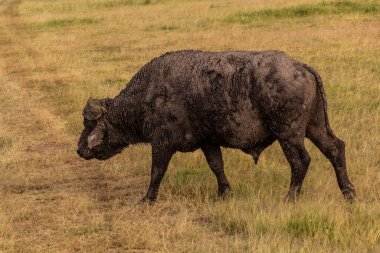 Masai Mara Ulusal Rezervi, Kenya 'da Afrika bufalosu (Syncerus caffer)