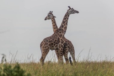 Murchison Falls Ulusal Parkı, Uganda 'da zürafalar