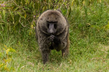 Kenya 'daki Cehennem Kapısı Ulusal Parkı' nda Olive Baboon (Papio anubis)