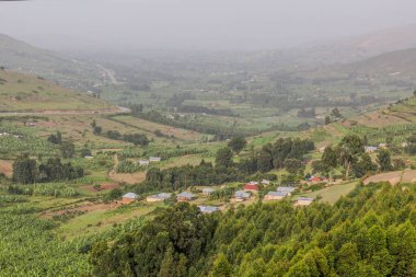 Güney Uganda 'nın yeşil manzarası