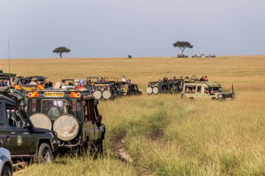 MASAI MARA, KENYA - 19 Şubat 2020: Masai Mara Ulusal Rezervi, Kenya