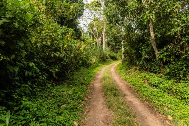 Fort Portal, Uganda yakınlarındaki krater göl bölgesinde kırsal yol.