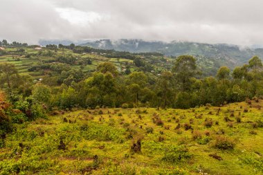 Bunyonyi Gölü yakınlarındaki yemyeşil arazi, Uganda