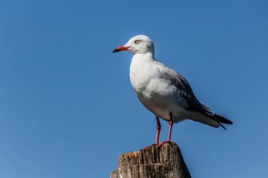 Kenya 'daki Naivasha Gölü' nde Gri Kapüşonlu Martı (Chroicocephalus cirrocephalus)