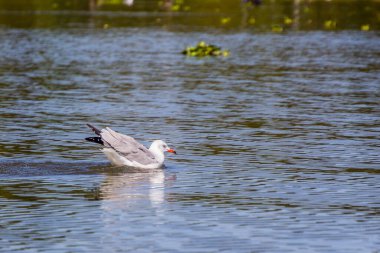 Kenya 'daki Naivasha Gölü' nde Gri Kapüşonlu Martı (Chroicocephalus cirrocephalus)