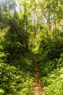 Kenya 'daki Kakamega Orman Rezervi' nde yürüyüş yolu.